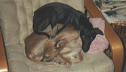 Whippet and Italian greyhound