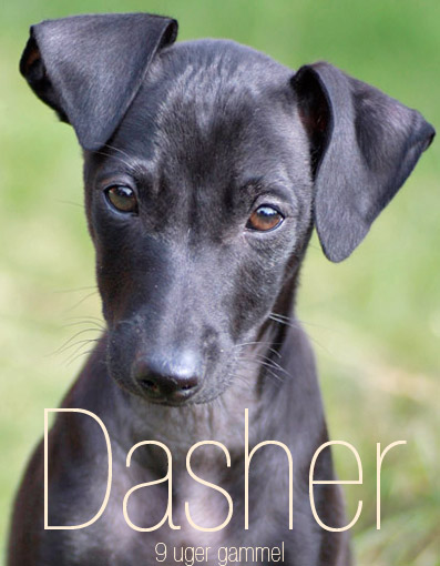 Dasher at just 9 weeks of age!