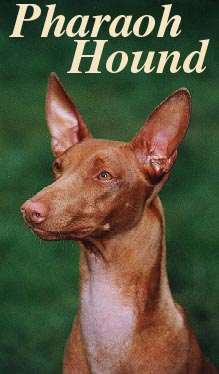 the Pharaoh hound