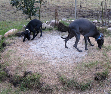 mother and puppy use the dog toilet!