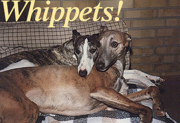 My two first Whippets, bless them!