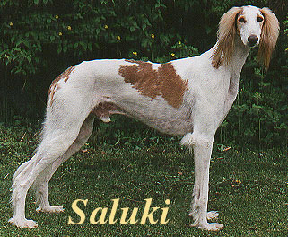 a Saluki from Kennel Feisal's Denmark