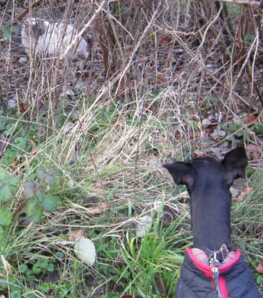 cat in bushes