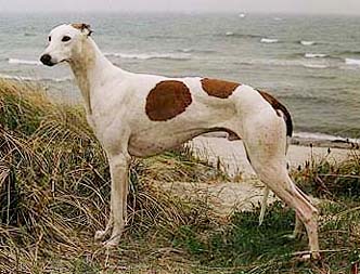 A Greyhound on the beach in rainy weather