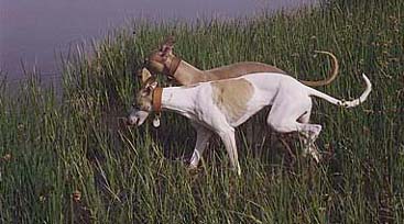 Two of my Whippets running free near a lake in Denmark