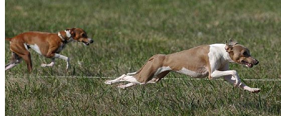 jackie racing against her fellow breed.