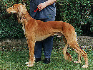 A lovely Saluki from Kennel Feisal's