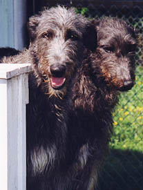 A lovely portrait of two friends!